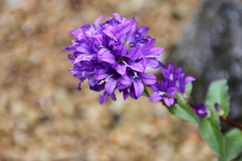 ���c�V���\�E�A�炭�₱�̉Ԋ�