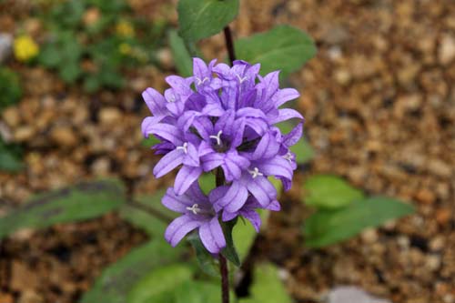 ���c�V���\�E�A�炭�₱�̉Ԋ�