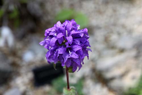 ���c�V���\�E�A�炭�₱�̉Ԋ�