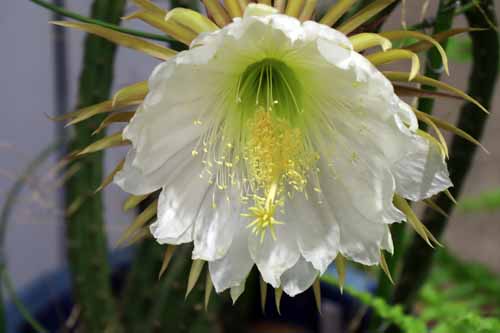 �����m�W���I�E�A�炭�₱�̉Ԋ�