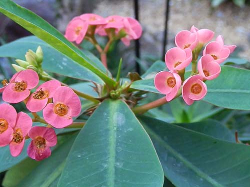 ���[�t�H���r�A�E�~���C�E�^�i�i���o�G�A�炭�₱�̉Ԋ�