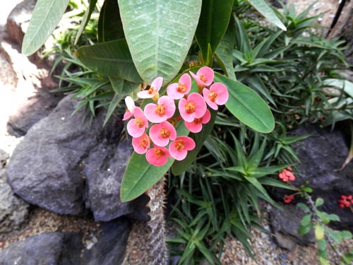 ���[�t�H���r�A�E�~���C�E�^�i�i���o�G�A�炭�₱�̉Ԋ�