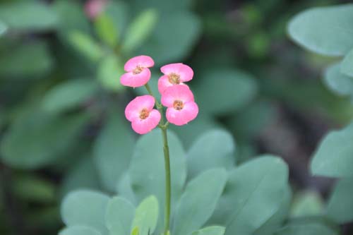 ���[�t�H���r�A�E�~���C�E�^�i�i���o�G�A�炭�₱�̉Ԋ�