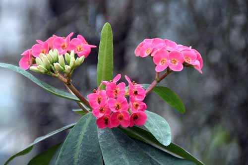 ���[�t�H���r�A�E�~���C�E�^�i�i���o�G�A�炭�₱�̉Ԋ�