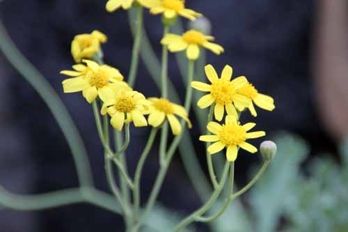 ���[�t�H���r�I�C�f�X�A�炭�₱�̉Ԋ�