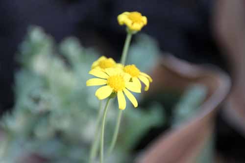 ���[�t�H���r�I�C�f�X�A�炭�₱�̉Ԋ�