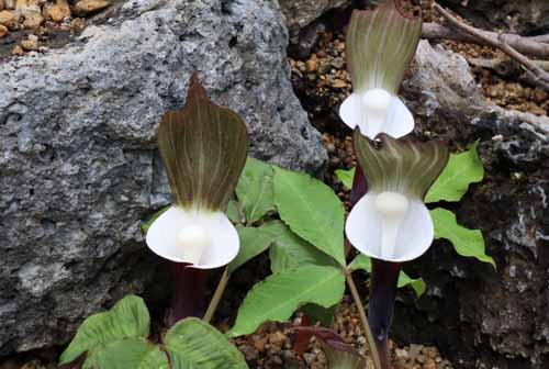 ���L���`�\�E�A�炭�₱�̉Ԋ�