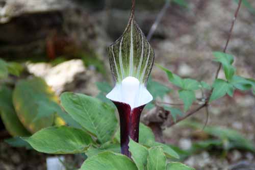 ���L���`�\�E�A�炭�₱�̉Ԋ�