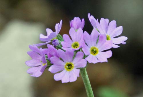 ���L�����R�U�N���A�炭�₱�̉Ԋ�