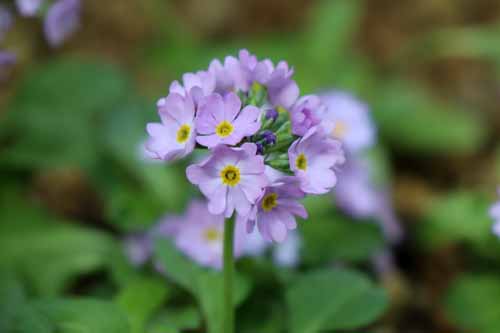 ���L�����R�U�N���A�炭�₱�̉Ԋ�