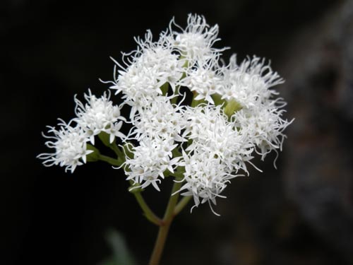 ���[�p�g���E���A�炭�₱�̉Ԋ�