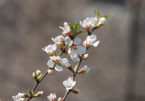 ���X���E���A�ߌ��Βn����