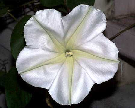 ���E�K�I�A�炭�₱�̉Ԋ�