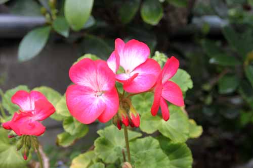 �[���j�E��