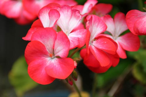 �[���j�E��